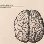 Плакат информационный "Строение мозга" A2 (420x594 мм), ламинированный